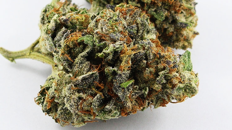 QuadHunter | Wallack Private, Ottawa, ON K1G 4V9, Canada | Phone: (613) 413-3962