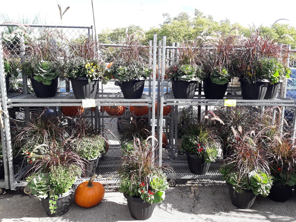 Nelson Flowers | 2495 Dundas St, Burlington, ON L7P 0S8, Canada | Phone: (905) 332-6967