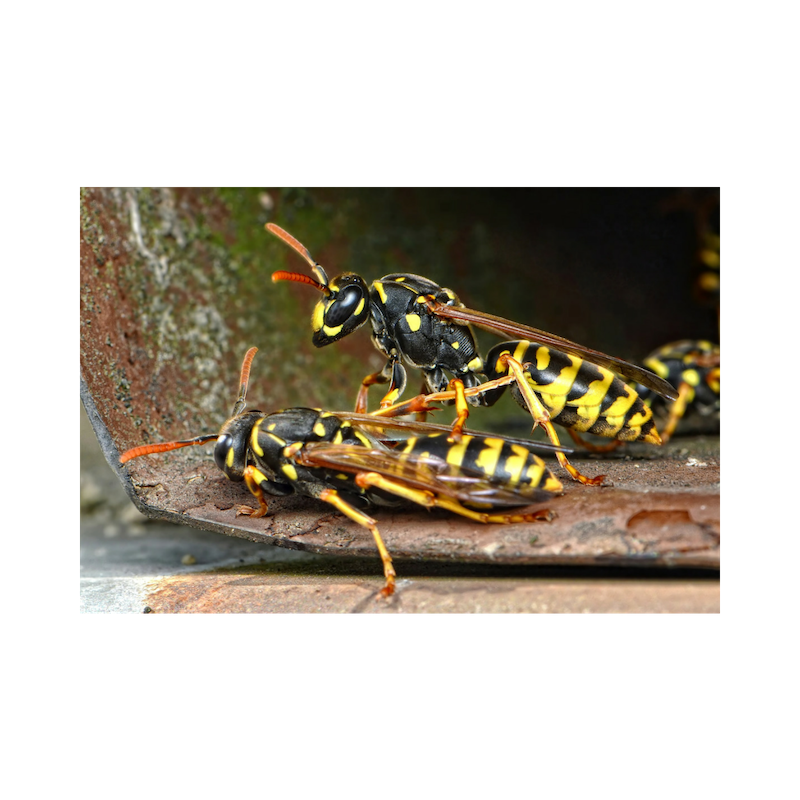 Pest Kings Wildlife & Pest Control | 30 Alphonsus Ct, Tottenham, ON L0G 1W0, Canada | Phone: (905) 406-0547