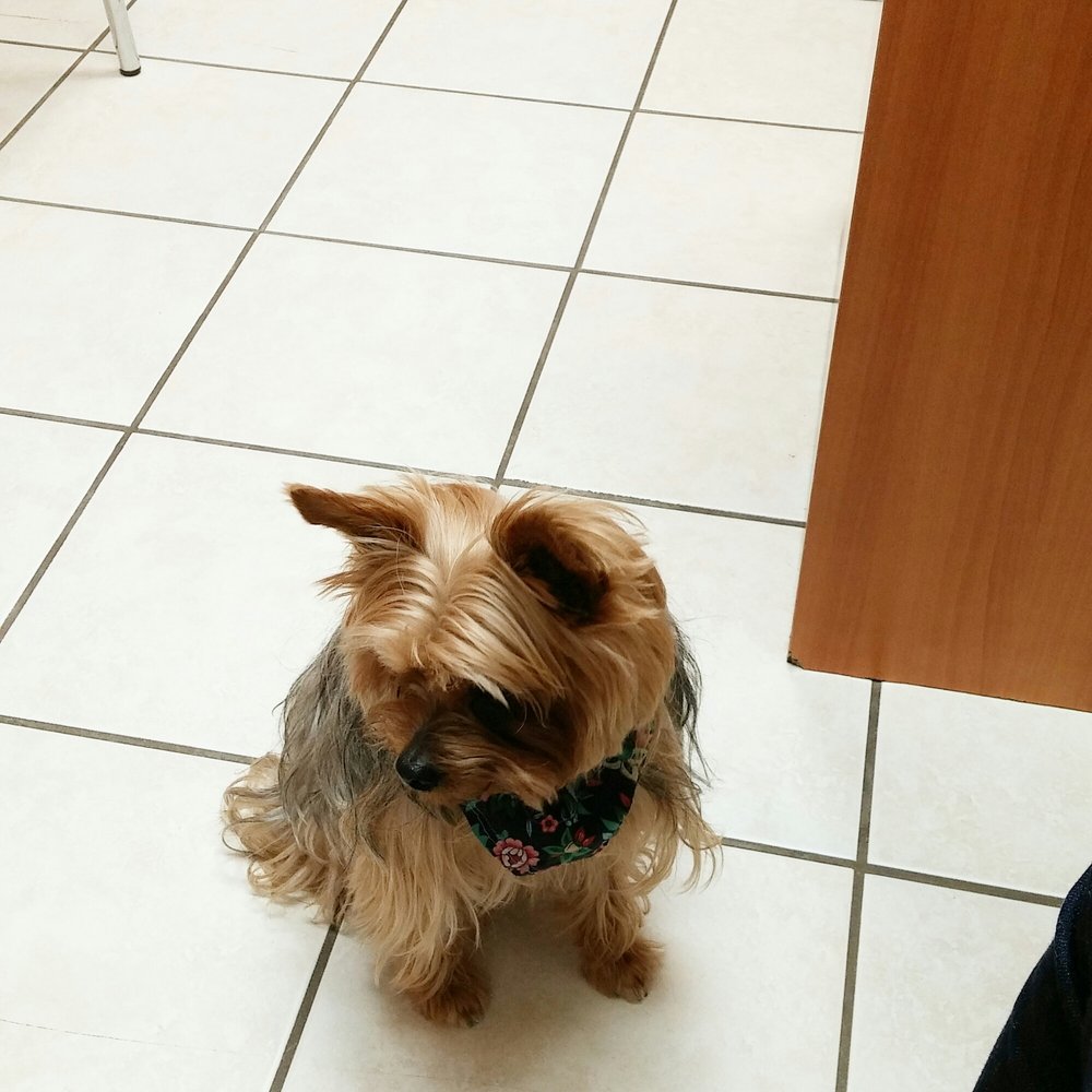 Carp Road Animal Hospital | 1054 Carp Rd, Stittsville, ON K2S 1B9, Canada | Phone: (613) 831-2965