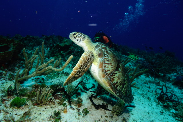 Aqua-Nuts Diving | 5355 56 St, Rocky Mountain House, AB T4T 1H4, Canada | Phone: (403) 846-3914