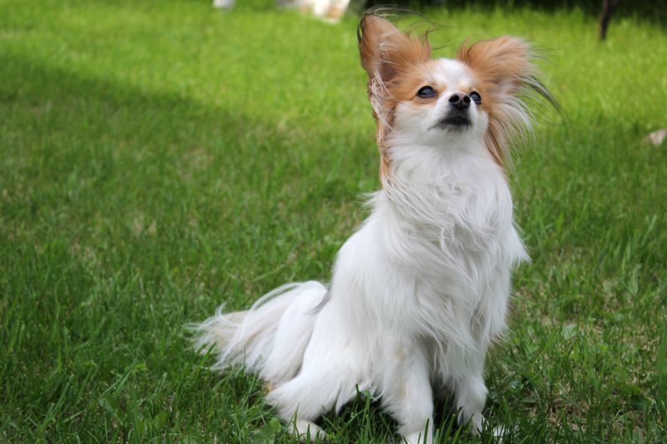 Pet Vet | A-25PTH 52 West, Steinbach, MB R5G 1X4, Canada | Phone: (204) 326-6562