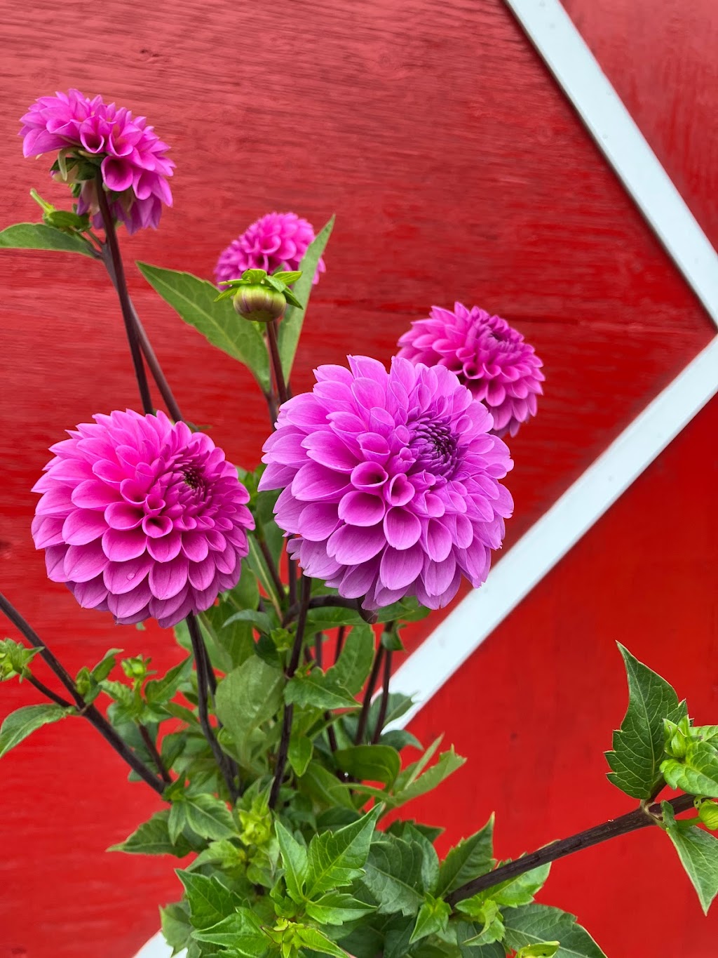 La Petite Ferme Florale | 650 Chem. de Lavaltrie, Lavaltrie, QC J5T 3K8, Canada | Phone: (514) 839-2635