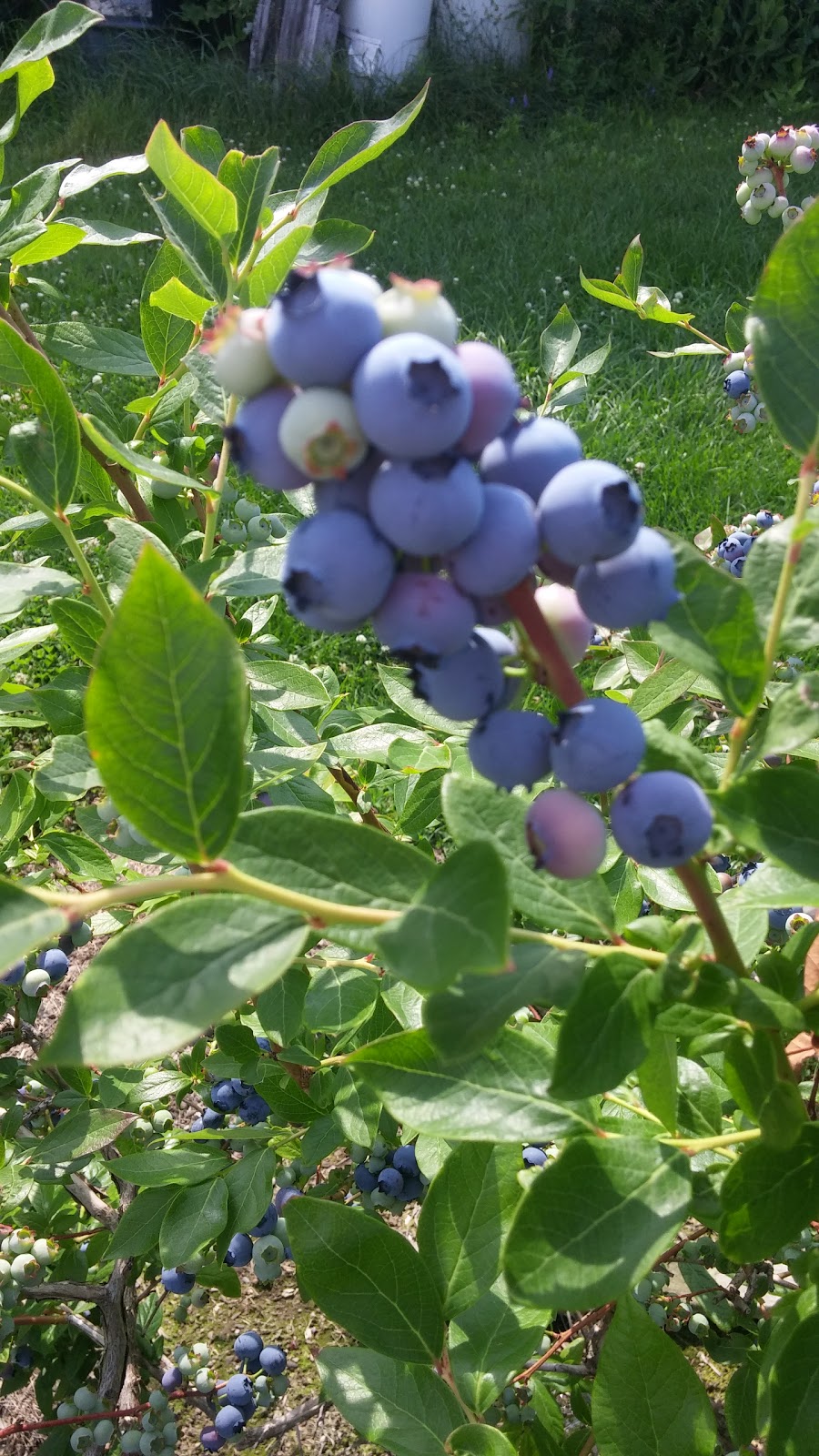 Bleuetière Maryse Bélisle | 180 12e Rang N, Saint-Nazaire-dActon, QC J0H 1V0, Canada | Phone: (819) 392-2249