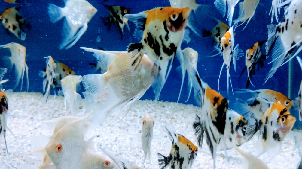 Aqua Tropics | 473D Rogers Rd, Toronto, ON M6M 0B3, Canada | Phone: (416) 604-3530