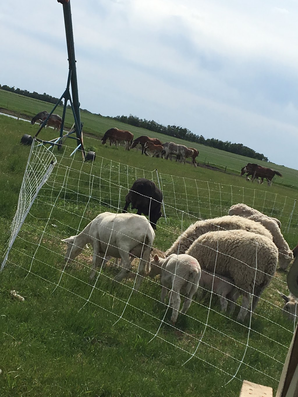 The Sheep Ranch Life | 46316 Range rd 184 Box 9, Ohaton, AB T0B 3P0, Canada | Phone: (780) 678-4661