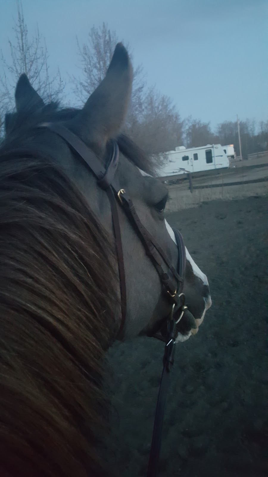 Gorsline Stables Ltd | 52358 Range Rd 223, Sherwood Park, AB T8C 1B1, Canada | Phone: (780) 922-3915