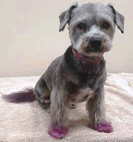 Everything Dogs Halton | 11 Vimy St, Acton, ON L7J 1S2, Canada | Phone: (647) 572-3647