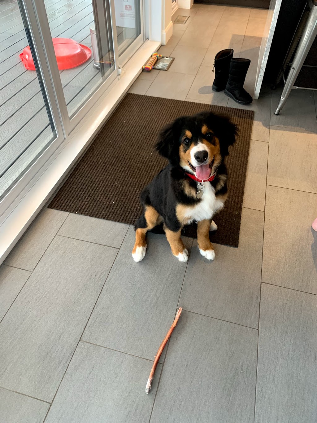 So Complice, intervenante en comportement canin | 7 Chem. du Sous Bois, Lac-Beauport, QC G3B 1T5, Canada | Phone: (418) 951-8681