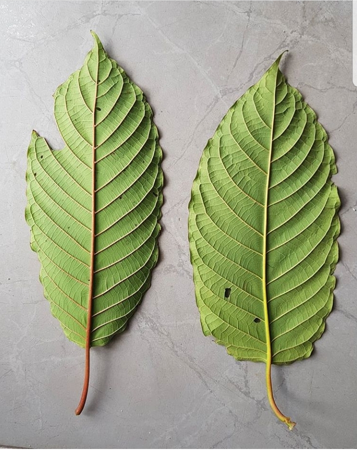 True North Kratom | POB 59546, Mississauga, ON L5H 1G9, Canada