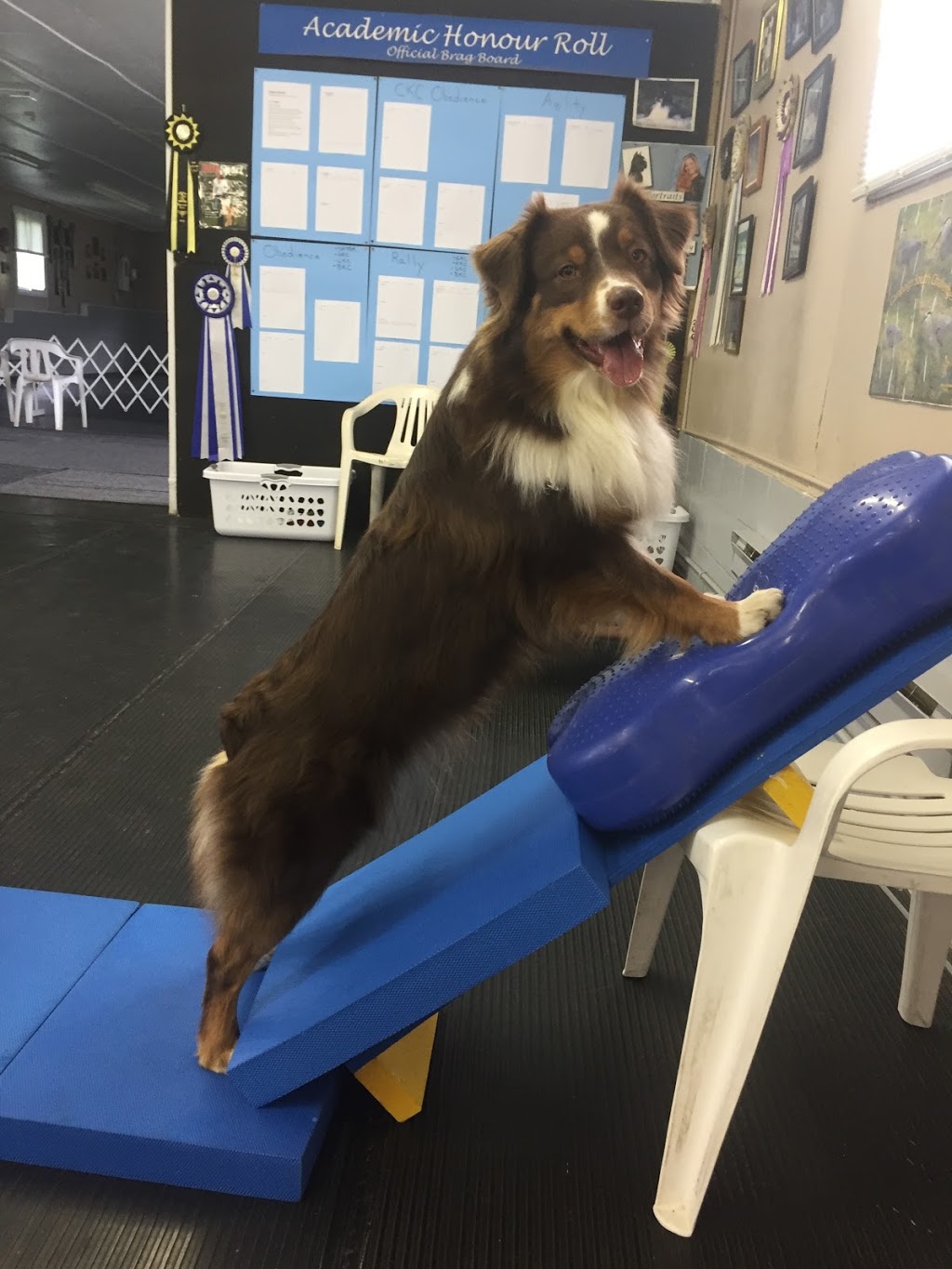 McIntyre Canine Rehabilitation | 1A Spring St, Erin, ON N0B 1T0, Canada | Phone: (519) 829-5529