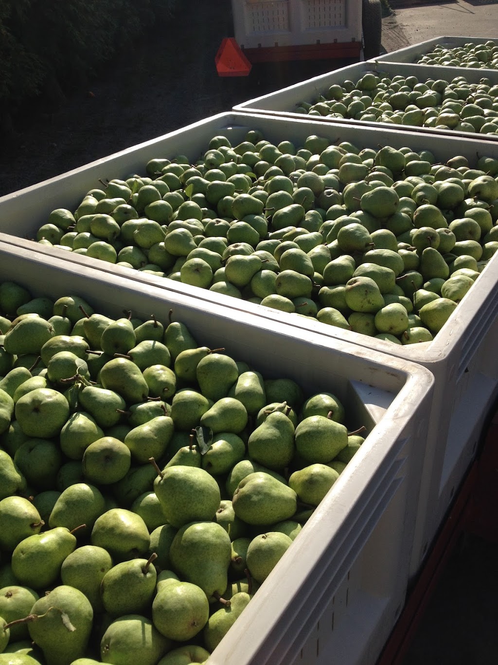 Pineview Orchards | 4198 Jordan Rd, Jordan Station, ON L0R 1S0, Canada | Phone: (289) 968-5068