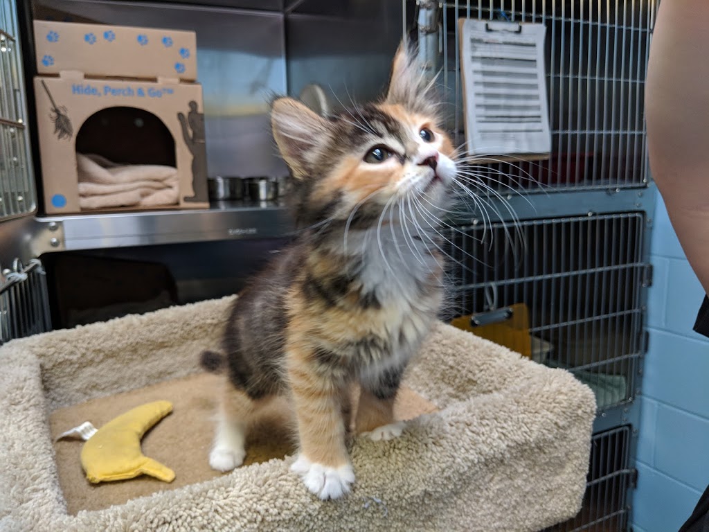BC SPCA Abbotsford Community Animal Centre | 34312 Industrial Way, Abbotsford, BC V2S 7M6, Canada | Phone: (604) 850-1584