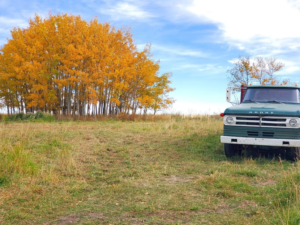 mosaic farms | 29315 RR 275, AB T0M 0S0, Canada | Phone: (403) 608-0759