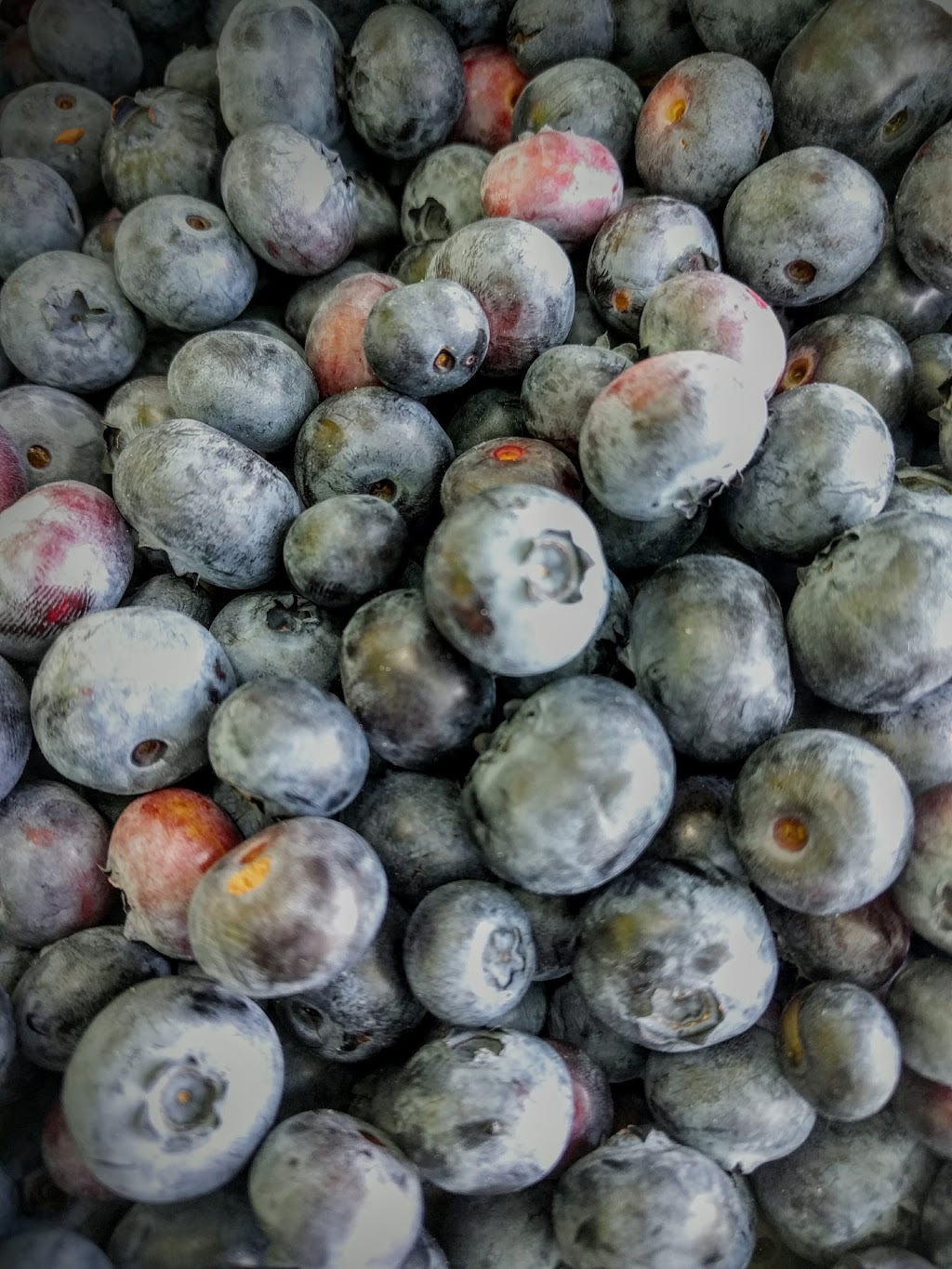 Patch of Blue Blueberries | 975 Fuller Ave, Penetanguishene, ON L9M 2C7, Canada | Phone: (705) 427-3613