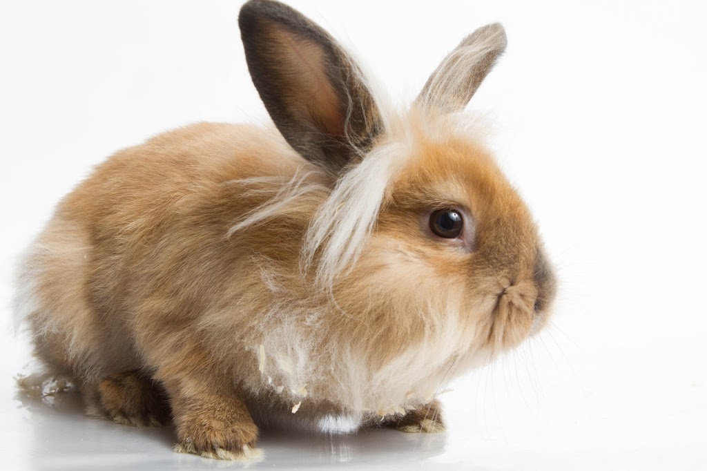 Ottawa Humane Society | 245 W Hunt Club Rd, Nepean, ON K2E 1A6, Canada | Phone: (613) 725-3166