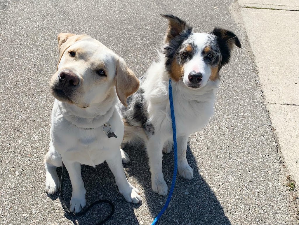 Taylored Canines | 101 Beverley St e, Guelph, ON N1E 3C3, Canada | Phone: (519) 767-0770