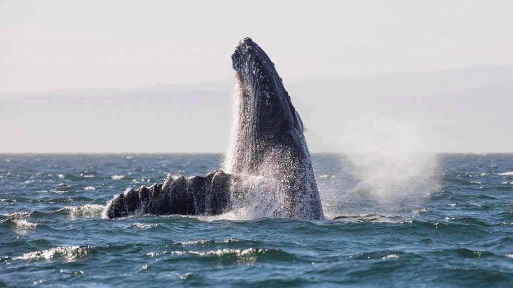 Shearwater Marine Group | 115 - 6086 Russ Baker Way, Richmond, BC V7B 1B4, Canada | Phone: (604) 270-6204