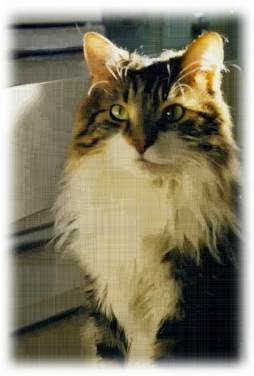 Beechwood Animal Hospital | 266 Beechwood Ave, Vanier, ON K1L 8A6, Canada | Phone: (613) 748-9820