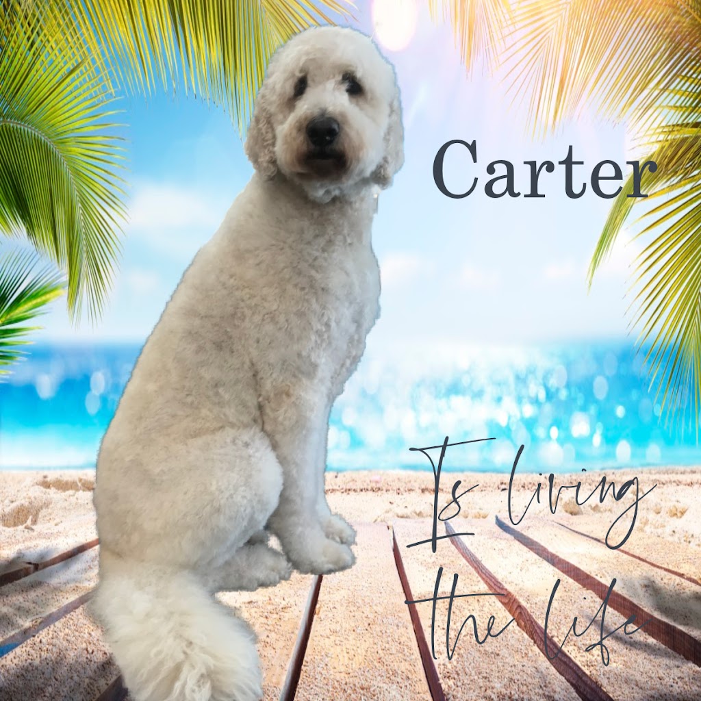 Brealey Drive Pet Spa | 1789 Stenson Blvd Unit 5, Peterborough, ON K9K 2H4, Canada | Phone: (705) 748-6262