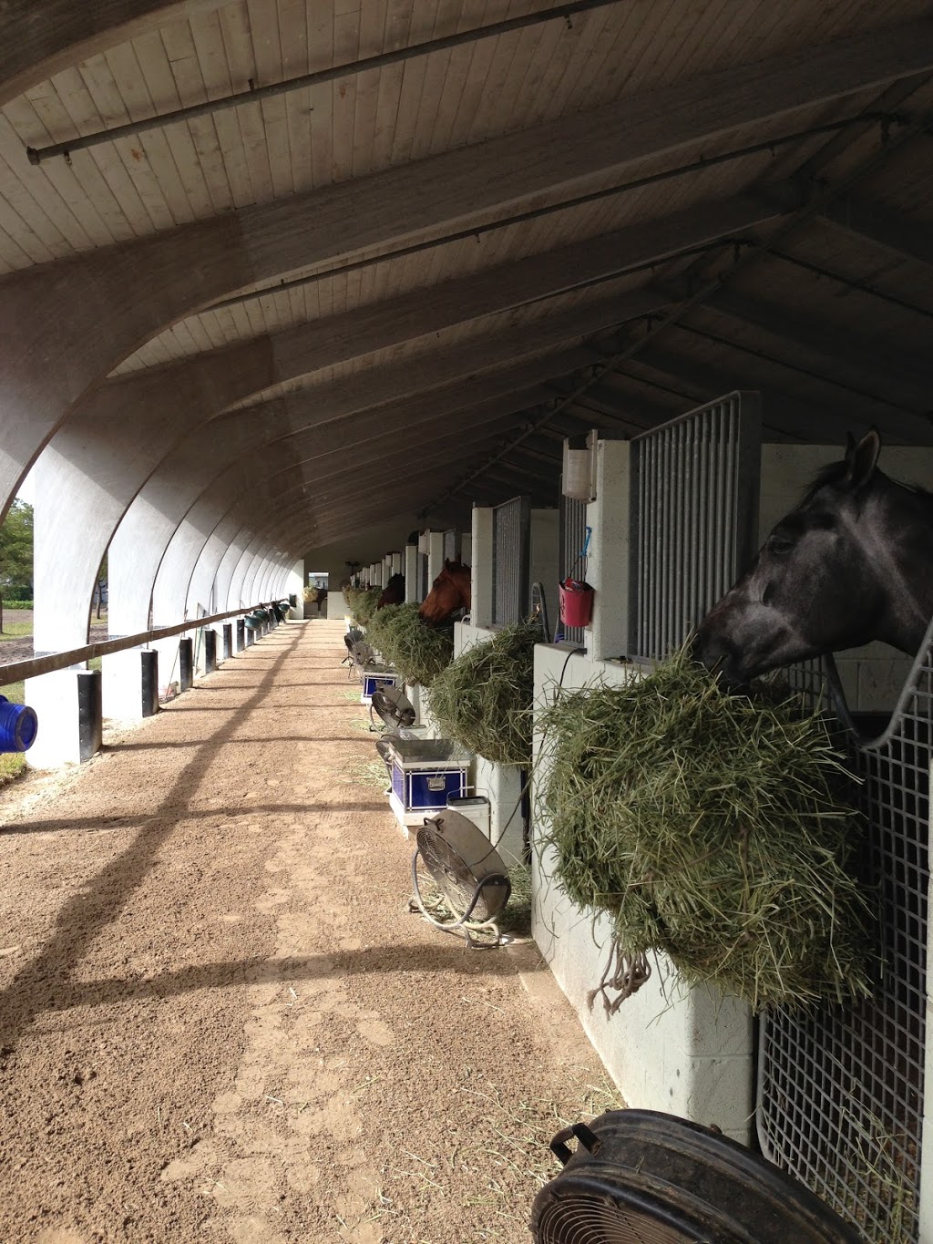 K. Vassilieva Racing Stable | 555 Rexdale Blvd, Etobicoke, ON M9W 5L2, Canada | Phone: (647) 407-0068