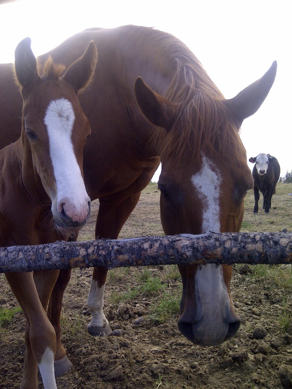 Charles Ranch Equine | 3700 BC-97C, Ashcroft, BC V0K 1A0, Canada | Phone: (250) 457-7426