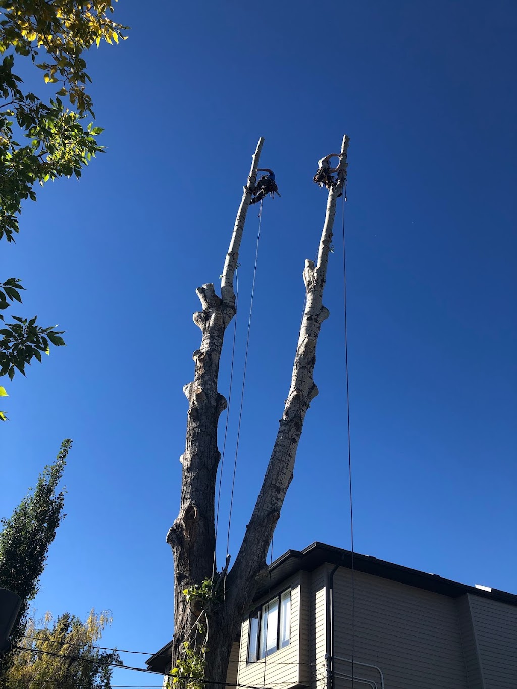 Total Tree Solutions Ltd | 24137 Old Banff Coach Rd NW, Calgary, AB T3Z 3N4, Canada | Phone: (403) 400-4572