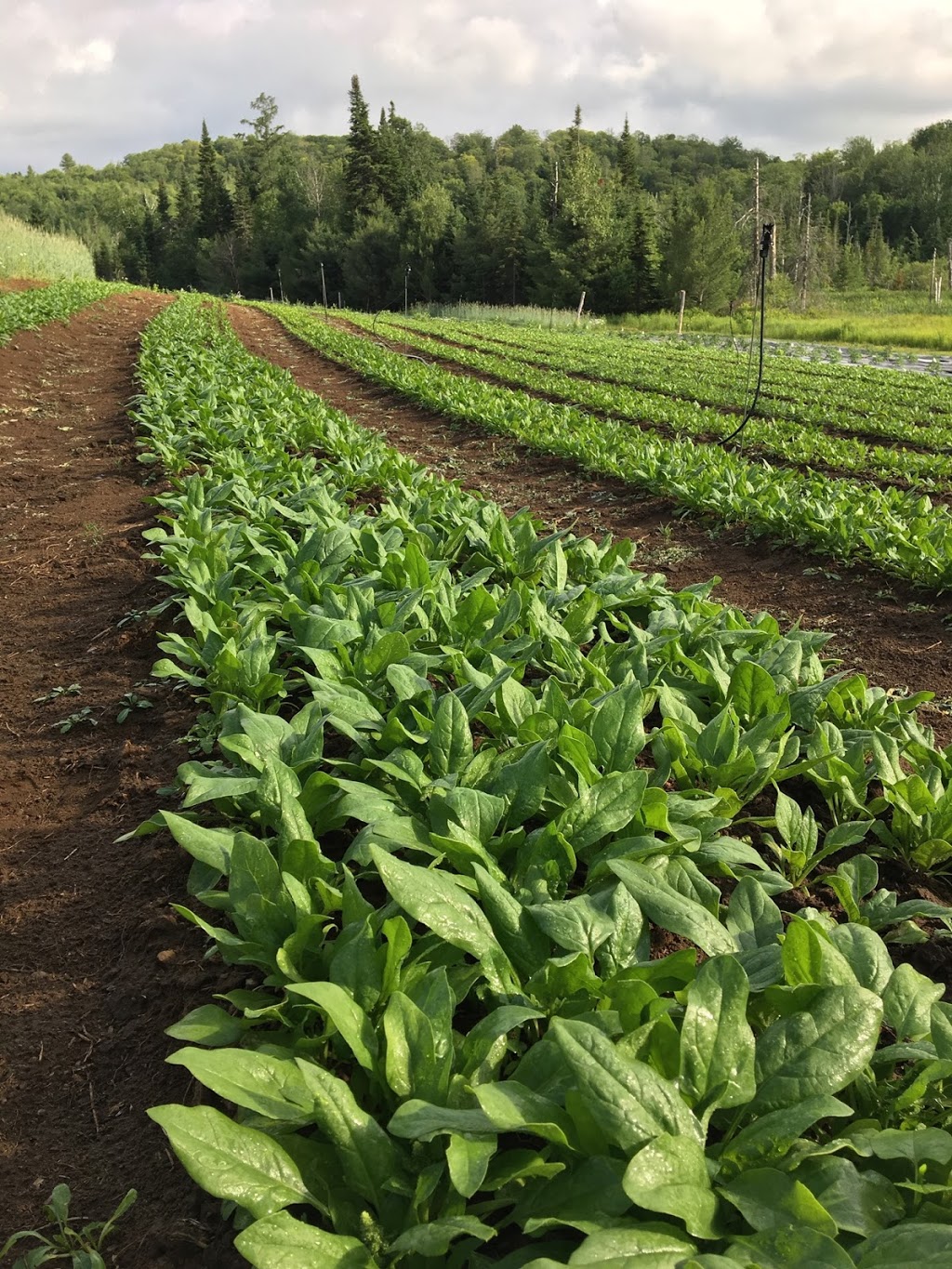 Les Jardins de lécoumène | 2855 Chemin de lÉcoumène, Saint-Damien, QC J0K 2E0, Canada | Phone: (450) 835-1149