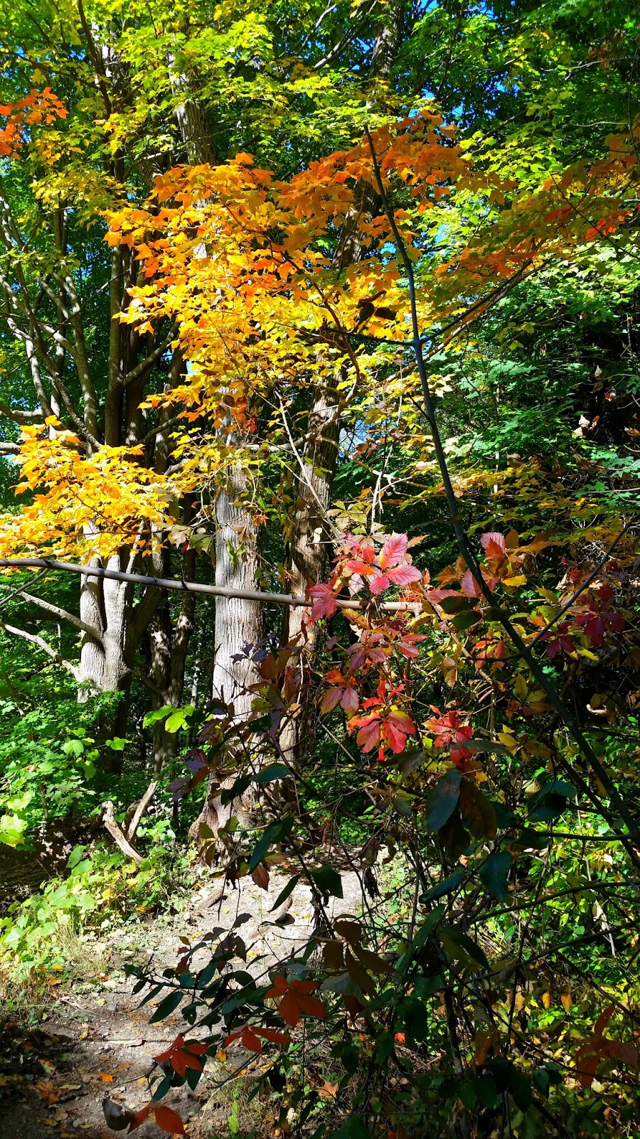 Hinder Property | Willowdale, Toronto, ON, Canada