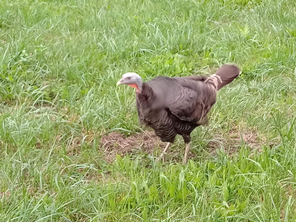 Robinson Family Farms | 59 Robinson Rd, Madoc, ON K0K, Canada | Phone: (613) 473-2678