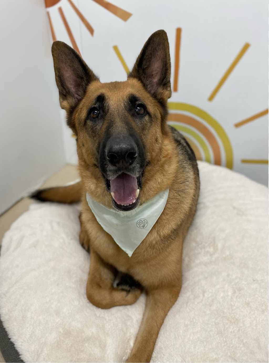 Paiges Puppy Spa | 197 Pictou Rd #2, Truro, NS B2N 2S7, Canada | Phone: (902) 957-1994