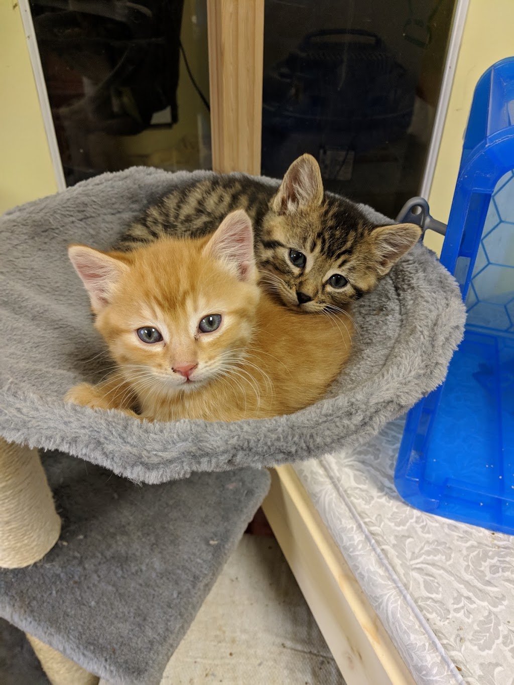 Awesome Pawsome Ranch Ltd | 27317 Township Rd 514, Spruce Grove, AB T7Y 1H8, Canada | Phone: (780) 963-3368