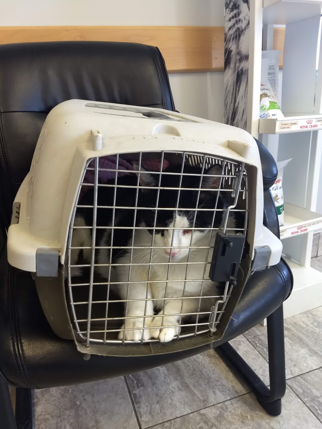 St Lawrence Veterinary Services | 40 Rigney St, Kingston, ON K7K 6Z2, Canada | Phone: (613) 546-1747