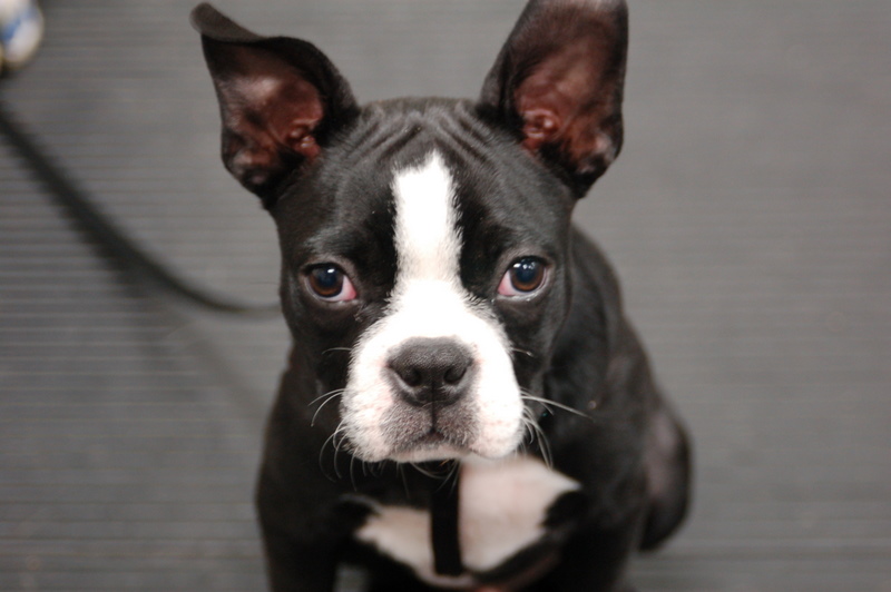 PAWS-ITIVE PUPPIES | 670 Taunton Rd W, Oshawa, ON L1H 7K4, Canada | Phone: (905) 430-3647