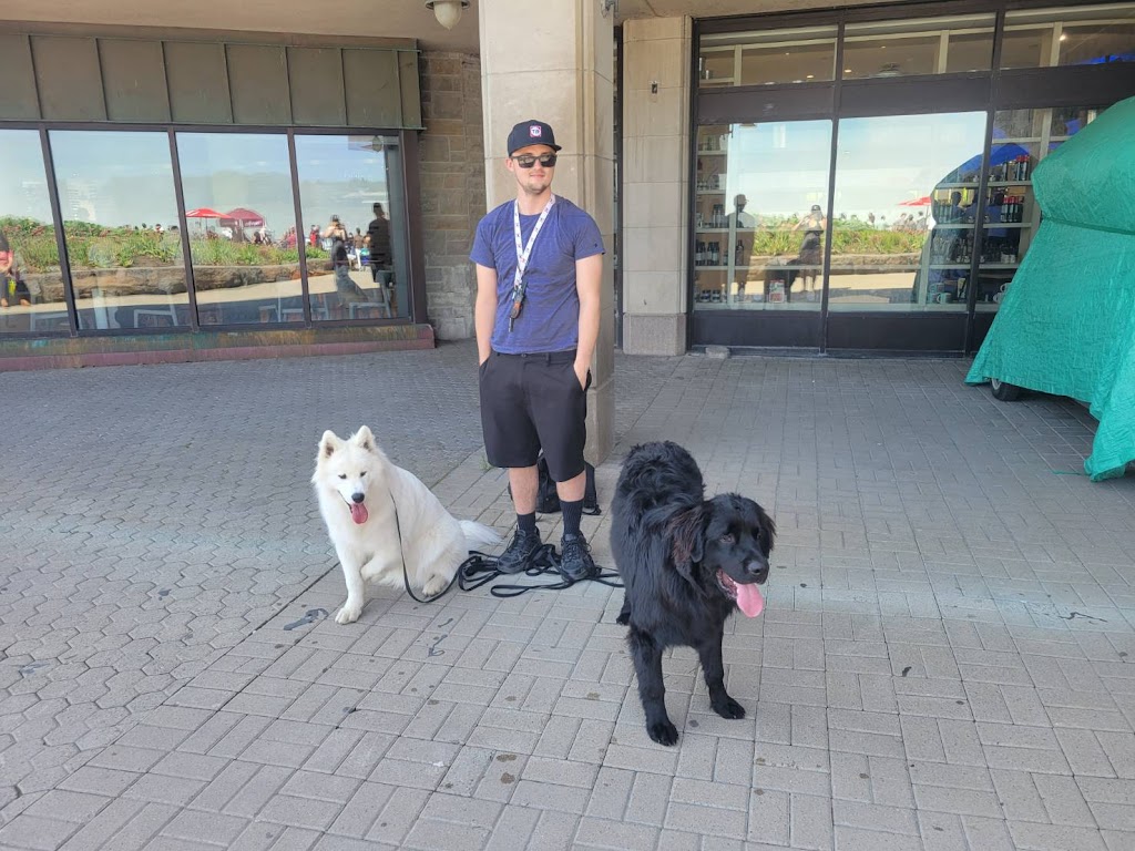 HighLifeK9s | Main St, Schomberg, ON L0G 1T0, Canada | Phone: (416) 802-3875