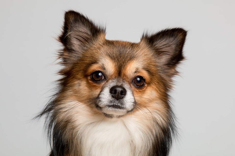 Clearbrook Animal Hospital | 32122 S Fraser Way, Abbotsford, BC V2T 1W4, Canada | Phone: (604) 859-6331