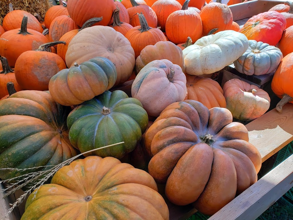 Niagara Quality Fruit | 667 Regional Rd 87, Niagara-on-the-Lake, ON L0S 1J0, Canada | Phone: (905) 347-3700