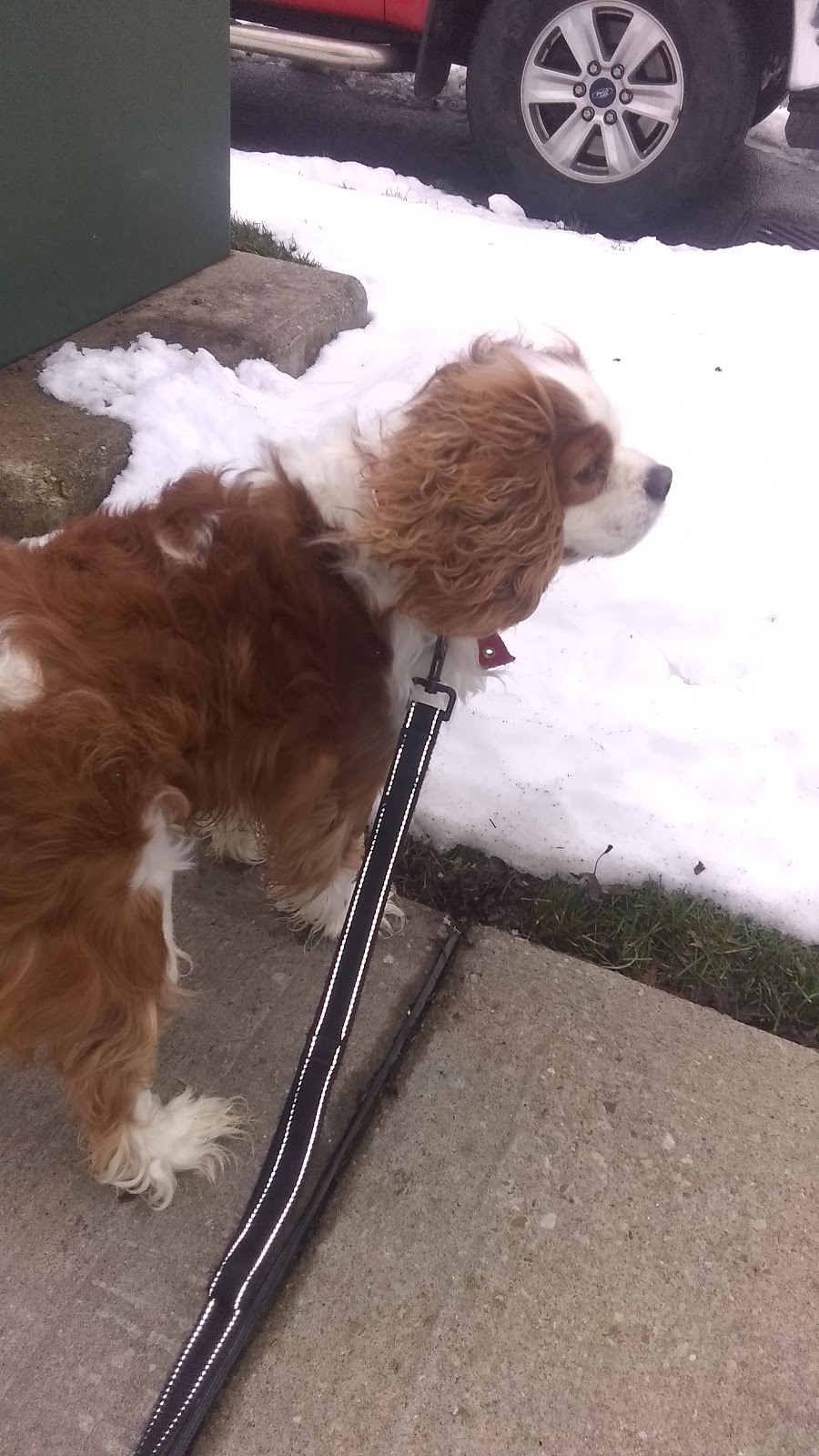 Brantford Pet Sitter | 25 Killarney St, Brantford, ON N3T 6L4, Canada | Phone: (647) 606-3647