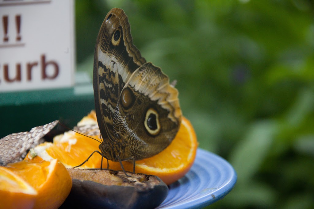 Butterfly Café | 2405 Niagara Pkwy, Niagara Falls, ON L2E 3E8, Canada | Phone: (905) 356-7536