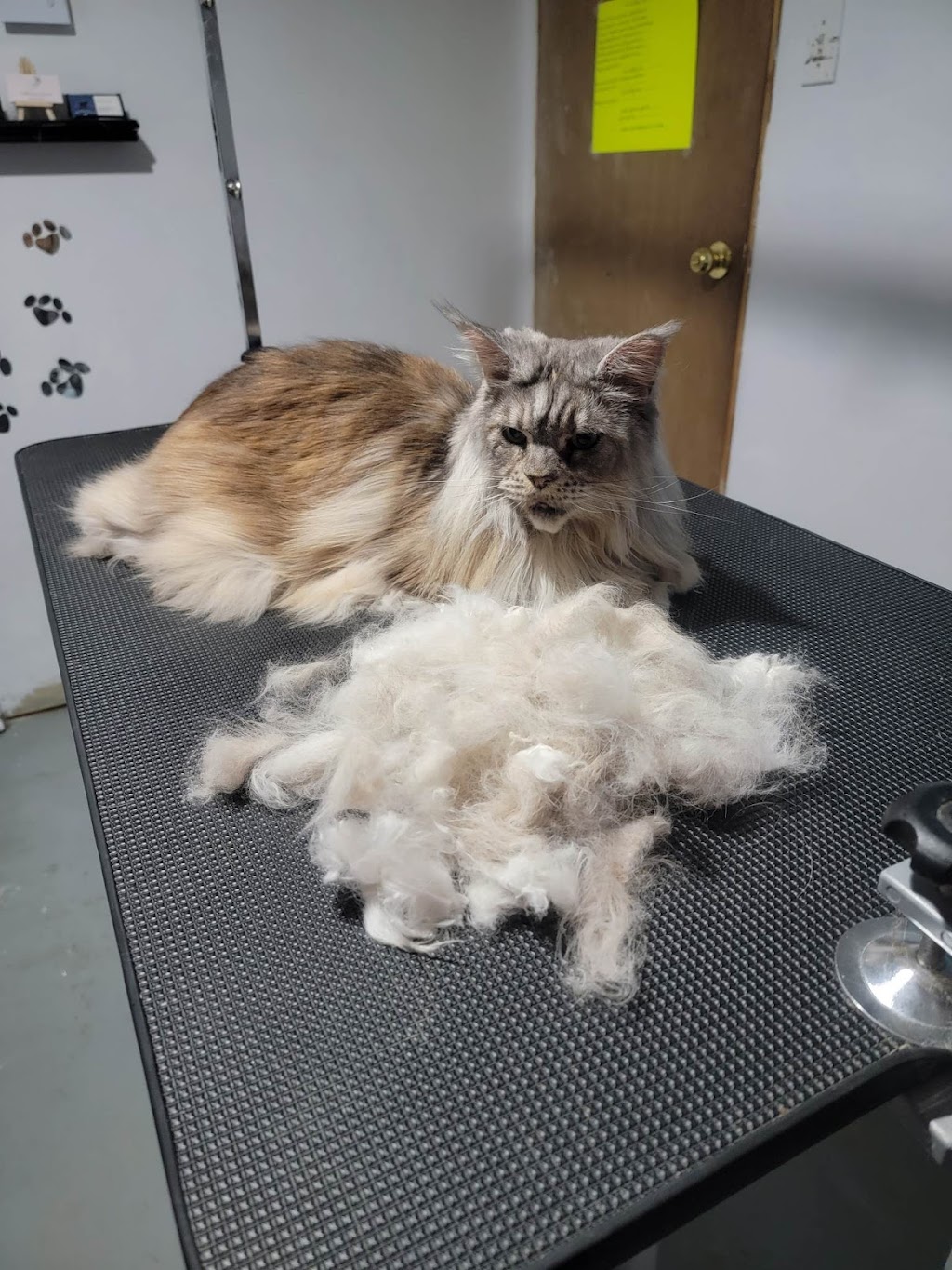 Salon Toilettage Beau Poil | 3020 Chem. de Val Estrie, Waterville, QC J0B 3H0, Canada | Phone: (819) 580-1627