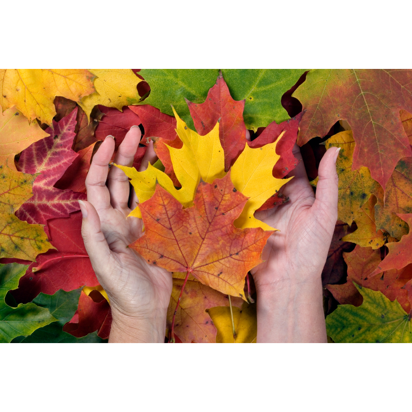 All Seasons Massage Therapy | 4895 201 St, Langley, BC V3A 0H1, Canada | Phone: (778) 908-8279