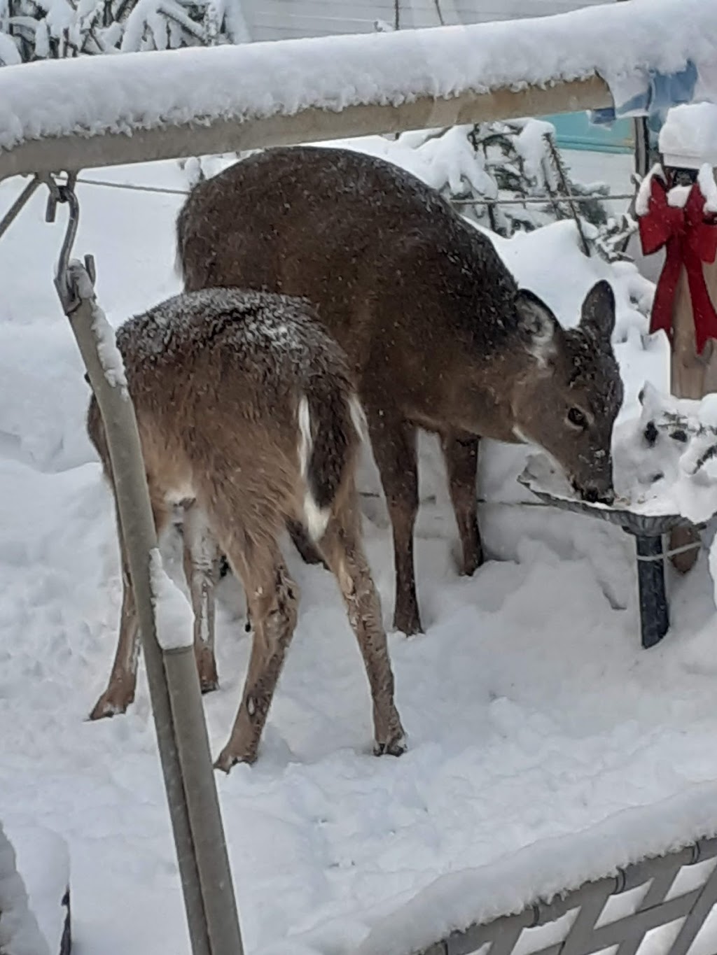 Cooperative association for outdoor sports of Milles-Iles | 10 Chem. des Perches, LAscension, QC J0T 1W0, Canada | Phone: (819) 275-5083