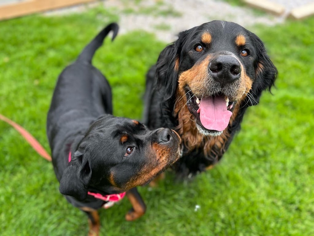 Not Your Everyday K9S | 121 Murphy Rd, Township Of Essa, ON L0M 1B1, Canada | Phone: (705) 816-3597