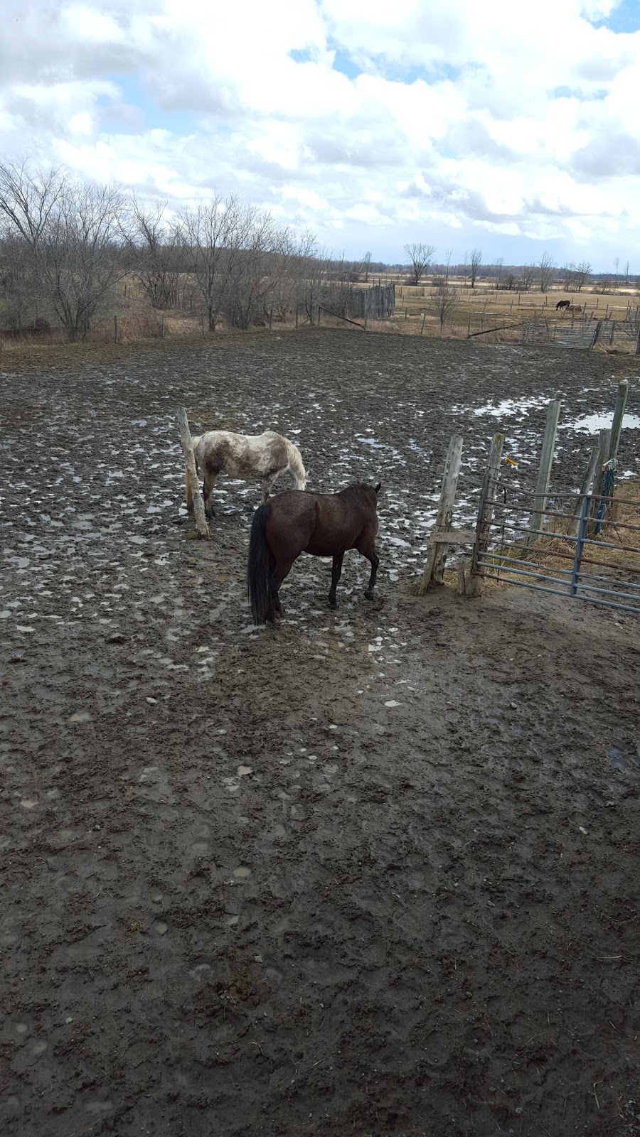 Applehill Stables | 6115 Prince of Wales Dr, North Gower, ON K0A 2T0, Canada | Phone: (613) 489-2446