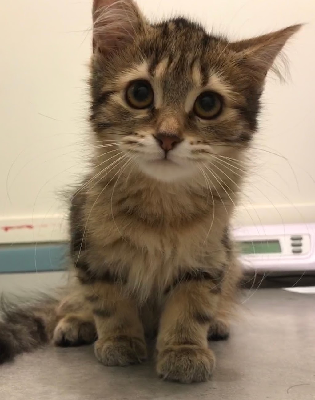 Main Street Veterinary Clinic | 170 Main St, Toronto, ON M4E 2W1, Canada | Phone: (647) 350-6246