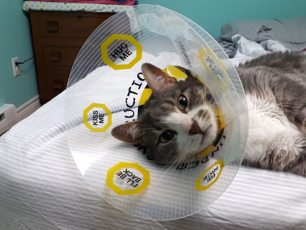 Grey Cove Veterinary Health Centre | 140 Canaan Dr, Dieppe, NB E1A 9J2, Canada | Phone: (506) 854-8282