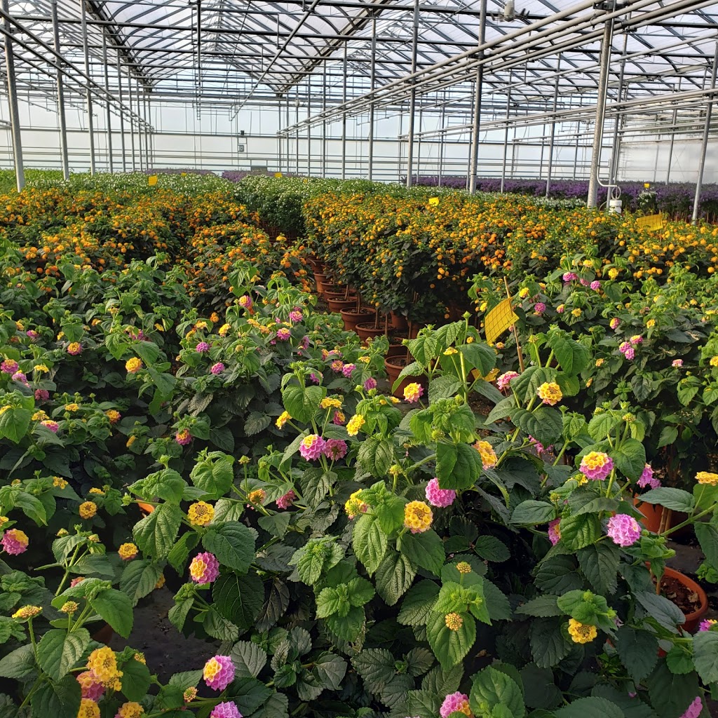 Dutch Flower House | 1214 Concession 7 Rd, Niagara-on-the-Lake, ON L0S 1J0, Canada | Phone: (905) 684-0600