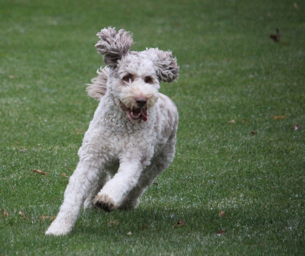 Hound Haven | 98 Yuell Rd, Simcoe, ON N3Y 4J9, Canada | Phone: (519) 582-8080