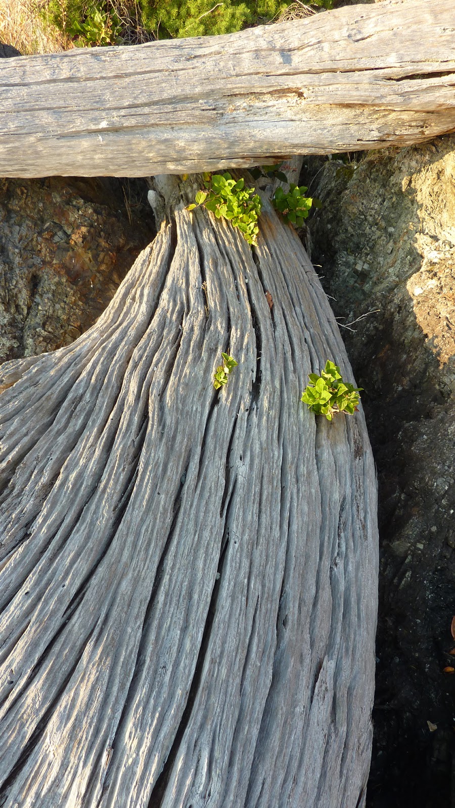 Western Bowen Island Bay | Bowen Island, BC V0N 1G2, Canada