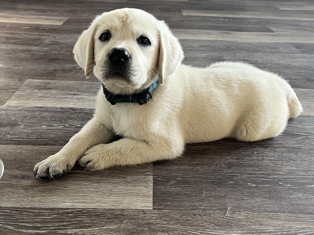 Woodside Labradors | 47920 Camp River Rd, Chilliwack, BC V4Z 0B6, Canada | Phone: (604) 991-8001